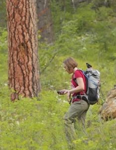Relocating Ponderosa pine, Washington, USA, 2015